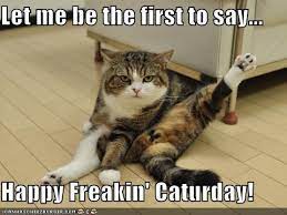 Check spelling or type a new query. Happy Caturday Animal Comedy Animal Comedy Funny Animals Animal Gifs