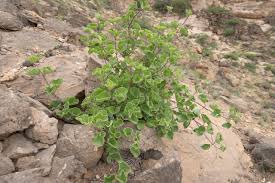 Image result for Commicarpus