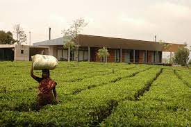 Find images of tea plantation. House In A Tea Garden Rma Architects Archdaily