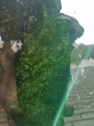 All pond solutions stock a wide range of koi fish for sale, so whether you are looking to buy koi online such as kohaku, asagi, kujaku, goskiki, or other varieties, we have an extensive selection to choose from. Noticed Koi Eggs In My Pond This Morning Koi