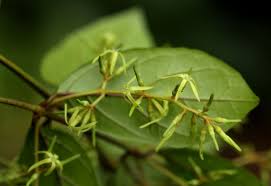 Image result for Oncinotis tenuiloba