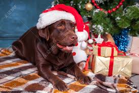 Greatbigcanvas.com has been visited by 100k+ users in the past month Black Lab Gifts For Christmas Pasteurinstituteindia Com