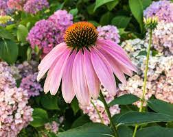 Purple Coneflower Echinacea Purpurea Growing Among Hydrangeas Oc Echinacea Purpurea Echinacea Plant Fungus