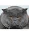 British Shorthair Weight By Age – FULL GUIDE – My British ...