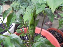 Image result for Gonatopus