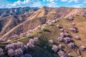 春暖花海｜「人間仙境」杏花溝不可錯過的4大賞花攻略| 旅遊風物| 潮遊生活| 當代中國