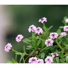 Image result for Phyla nodiflora