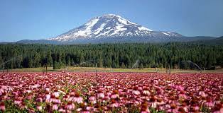 Maybe you would like to learn more about one of these? List Of Mountain Peaks Of Washington State Wikipedia