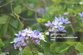 Image result for Zygophyllaceae