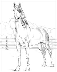 Morgan Horse Coloring Page Horse Coloring Pages Horse Coloring Morgan Horse