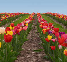 Nowadays, tessa is (8)_ skilled at picking her own fruit and vegetables. Cut Your Own Flowers Blumen Zum Selbstschneiden Kaiserslautern American