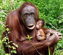 Selamat datang di yolla channel!kali ini, kami akan menggambarkan dan mewarnai gambar baru lagi. 82 Ide Orang Utan Orang Orangutan Penyelamatan Hewan