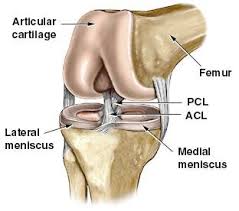 Care Of Your Knee Following Anterior Cruciate Ligament Acl Reconstruction Hull University Teaching Hospitals Nhs Trust