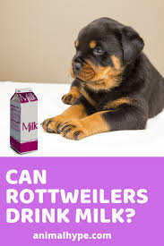 Bowel irregularity and other digestive problems are. Can Rottweilers Drink Milk Drink Milk Rottweiler Rottweiler Puppies