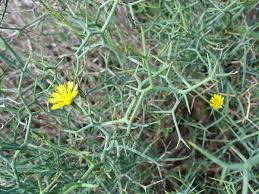 Image result for Launaea cornuta