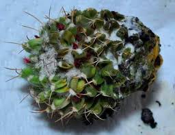 The body of a cactus actually swells in times of moisture so that. Full Guide On Cactus Diseases Pests And Treatments Terrarium Planting Guide