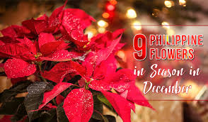 9 Philippine Flowers In Season In December Blog Flower Patch Online Flower Delivery Phillippines