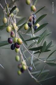 Polka Dot Olive Fruit Olive Tree Olive Harvest