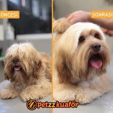 patili dostumuzun buyuk degisimi kopek kedi