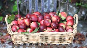 Ù†ØªÙŠØ¬Ø© Ø¨Ø­Ø« Ø§Ù„ØµÙˆØ± Ø¹Ù† â€ªPreventing Diseases in Fruit Treesâ€¬â€