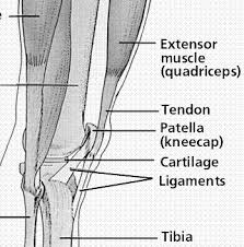 https acikders ankara edu tr mod resource view php id 1811