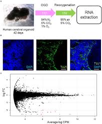 Banyak diantaranya yang memberikan contoh kaos kelas terbaru yang hanya saja mereka masih belum puas dengan desain yang mereka buat. Frontiers Gene Expression Profiles Of Human Cerebral Organoids Identify Ppar Pathway And Pkm2 As Key Markers For Oxygen Glucose Deprivation And Reoxygenation Cellular Neuroscience