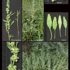 Image result for Amaranthaceae