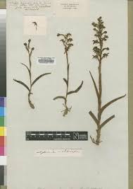 Image result for Habenaria petitiana