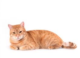 Symptoms in cats with lymphosarcoma depend primarily on the location of the tumor cells. Paralysis In Cats Petmd