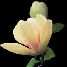 Image result for magnolie sunsation