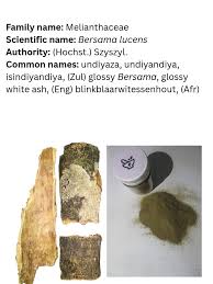 Image result for Bersama lucens