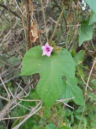 Image result for Ipomoea dichroa