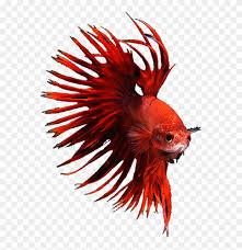 When i first got achilles, he flared all the time. Betta Bettafish Bettasplendens Red Crowntail Crowntailmale Bony Fish Clipart 5144269 Pikpng