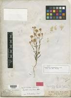 Image result for Pegolettia senegalensis