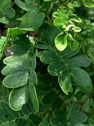 Image result for Cathormion