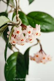 Hoya Plant Care Guide How To Grow Hoya Carnosa In 2020 Hindu Rope Plant Hoya Plants Indoor Flowering Plants