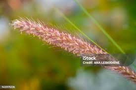 Image result for Cenchrus purpureus