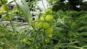 Image result for Gomphocarpus glaucophyllus