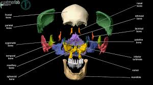 Learn about anatomy human skull with free interactive flashcards. Ou Hcom 3d Interactive Human Anatomy