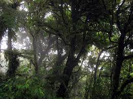 Maybe you would like to learn more about one of these? Biologisches Reservat Monteverde Wikipedia
