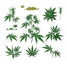 Find over 100+ of the best free marijuana leaf images. Marijuana Leaf Images Free Vectors Stock Photos Psd