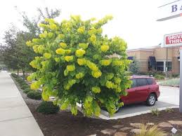 Grove hall nursery ltd is an independent private day nursery for children aged 5 month to. Cercis Canadensis Hearts Of Gold Lawn And Garden Backyard Landscaping Dream Garden