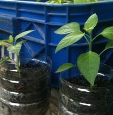 We did not find results for: 8 Cara Menanam Cabe Hidroponik Dalam Botol
