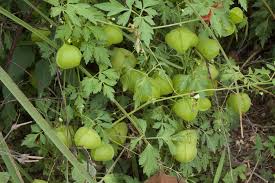 Image result for Cardiospermum halicacabum