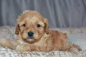 Because of their amicable personality, these. Cavapoo Breeders Virginia Cavapoo Breeders East Coast Puppies For Sale