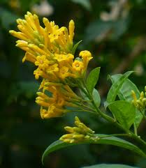 Image result for Cestrum