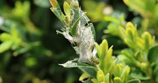 Image result for caterpillar box tree moth inside buxus plant