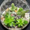Century plant nursery was originally founded in the year 2015 as a succulent and cactus plant nursery. 1
