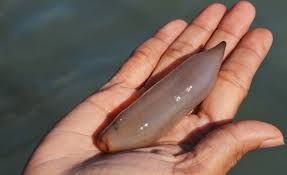 Eksotika bronok Langkawi - Kosmo Digital