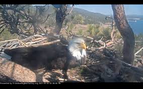 The center for conservation biology at the college of william and mary has a wonderful post on this Big Bear Eagles Last Egg Likely Won T Hatch